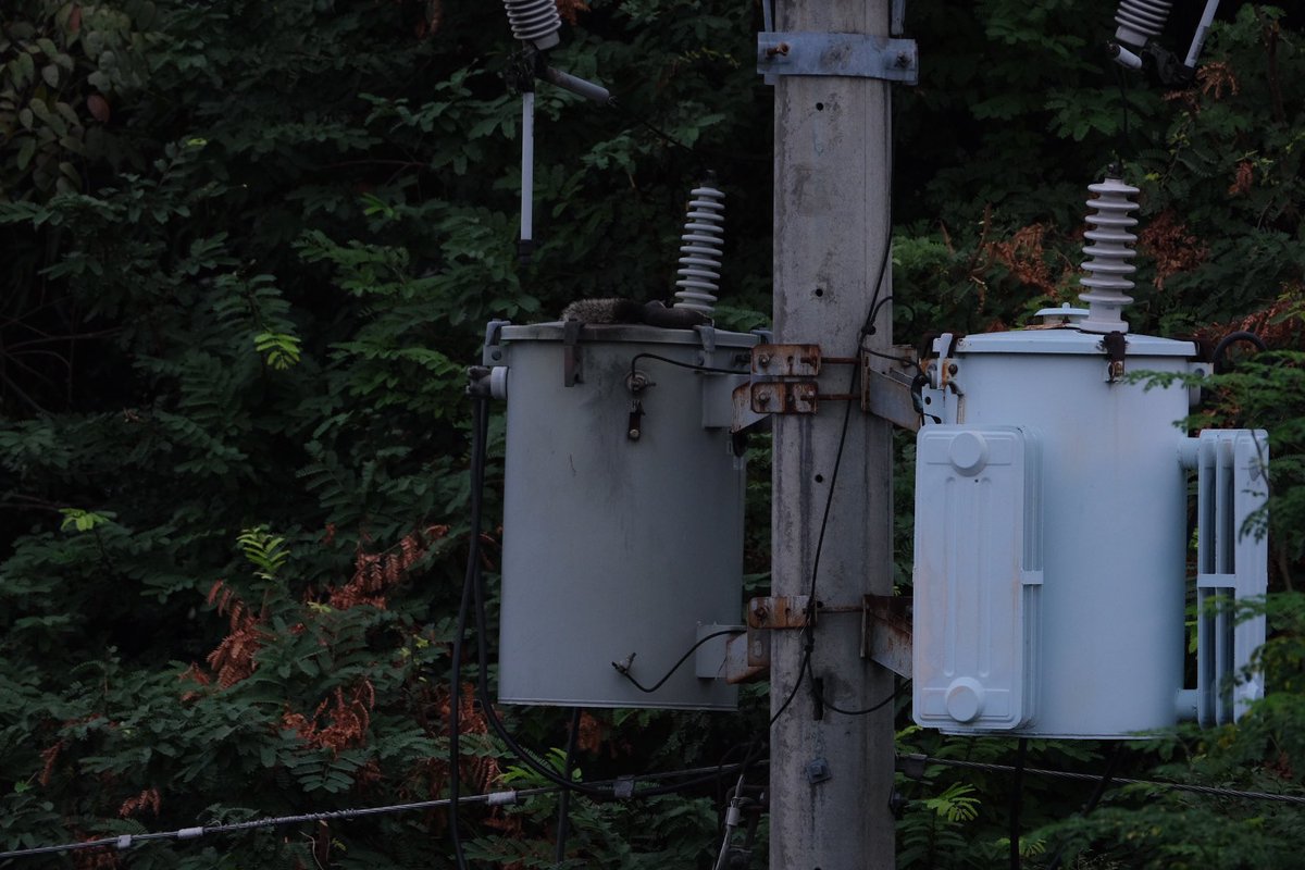 bubmaik's tweet photo. @meralco transformer down. Squirrel down.  Rip https://t.co/9dD6sdZ5k2