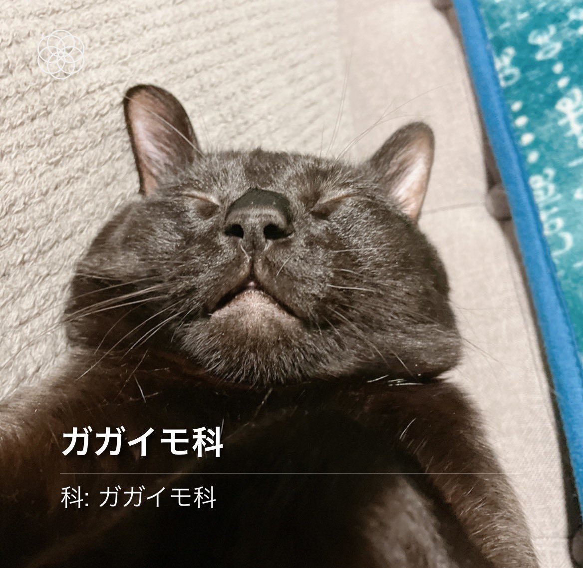 植物名調べられるアプリにガガイモと判別されたうちの猫です