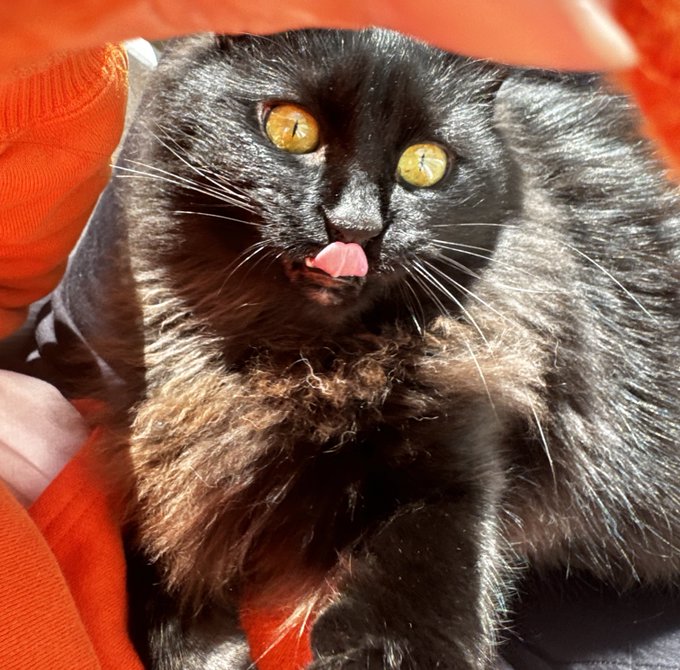 趣味でナイフ舐めてる奴の顔すぎる 