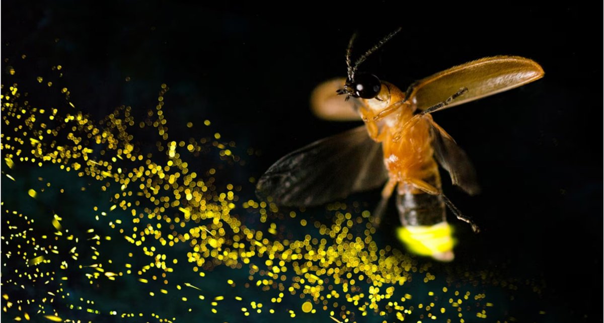 MrLU_nft's tweet photo. Small details bring great success. MrLU comes from a firefly ecosystem. We promise you the enlightenment of the crypto industry with the light given by the fireflies on the darkest night, join us now
#binance #Solana #ETF #SEC #MrLU #cryptomarket #XRPUSDT #NFT https://t.co/YB8rwabzSP