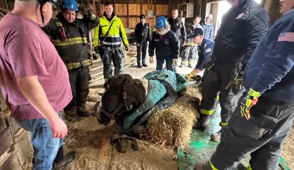 Bargersville FD, Johnson County Animal Control and the Morgantown FD Large Animal Rescue Team rescued an aging, exhausted gelding named Flash today who became stuck in the mud on a Johnson Co farm. Flash is now safely relocated to a nearby barn where he is recovering.