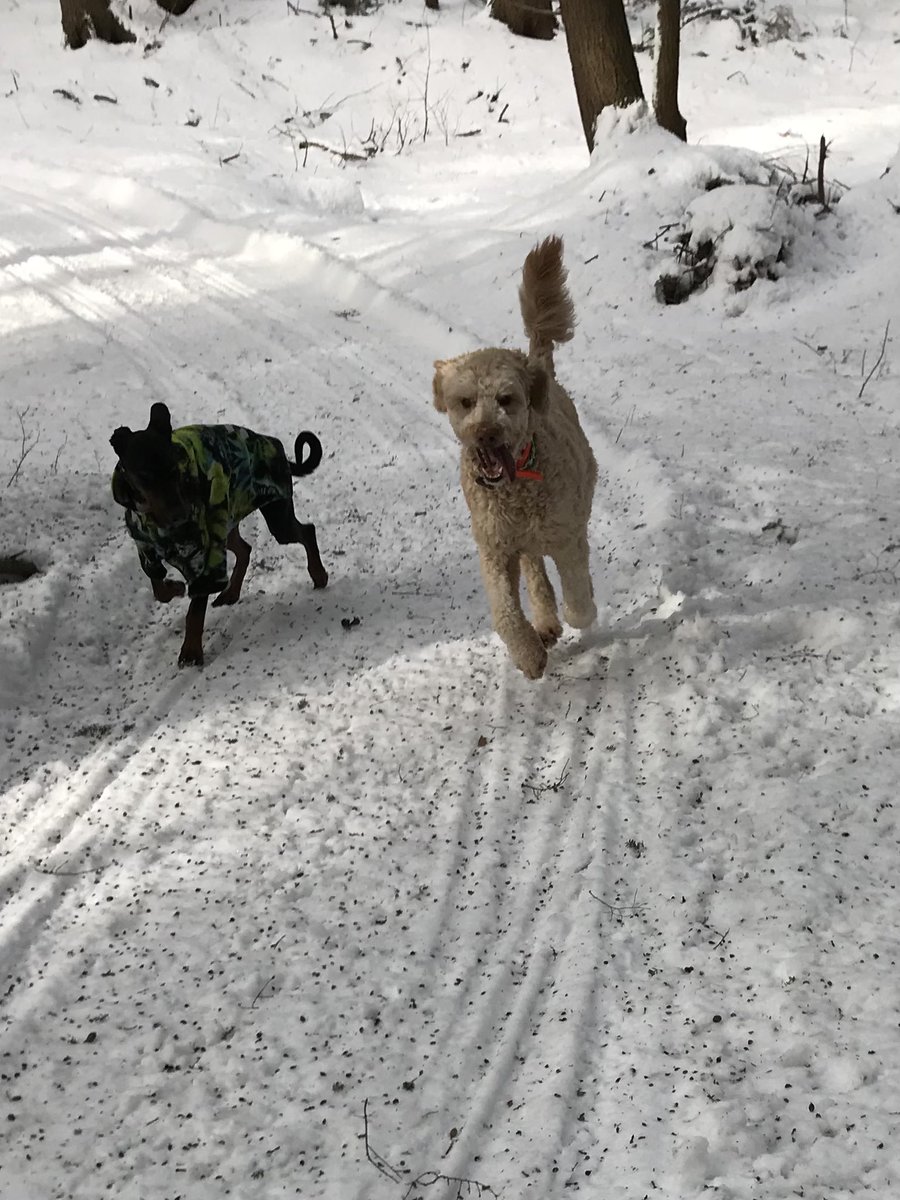 groodle_piper's tweet image. It’s a “no boots” kinda day my twitter frens…trails are blazing n the weather is fine❤️🐾🐕🐕‍🦺🌲🌳🪶🐇🪵
#whenthehoosrhappy
#breakintheweather
#dogsoftwitter