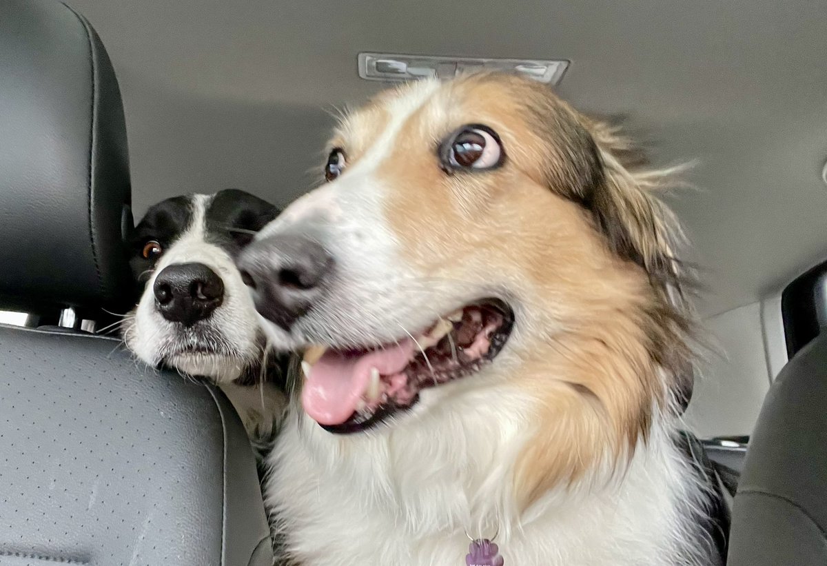 The Snoopervisor 2.0 /Moses (Wilma🌈) tweet media