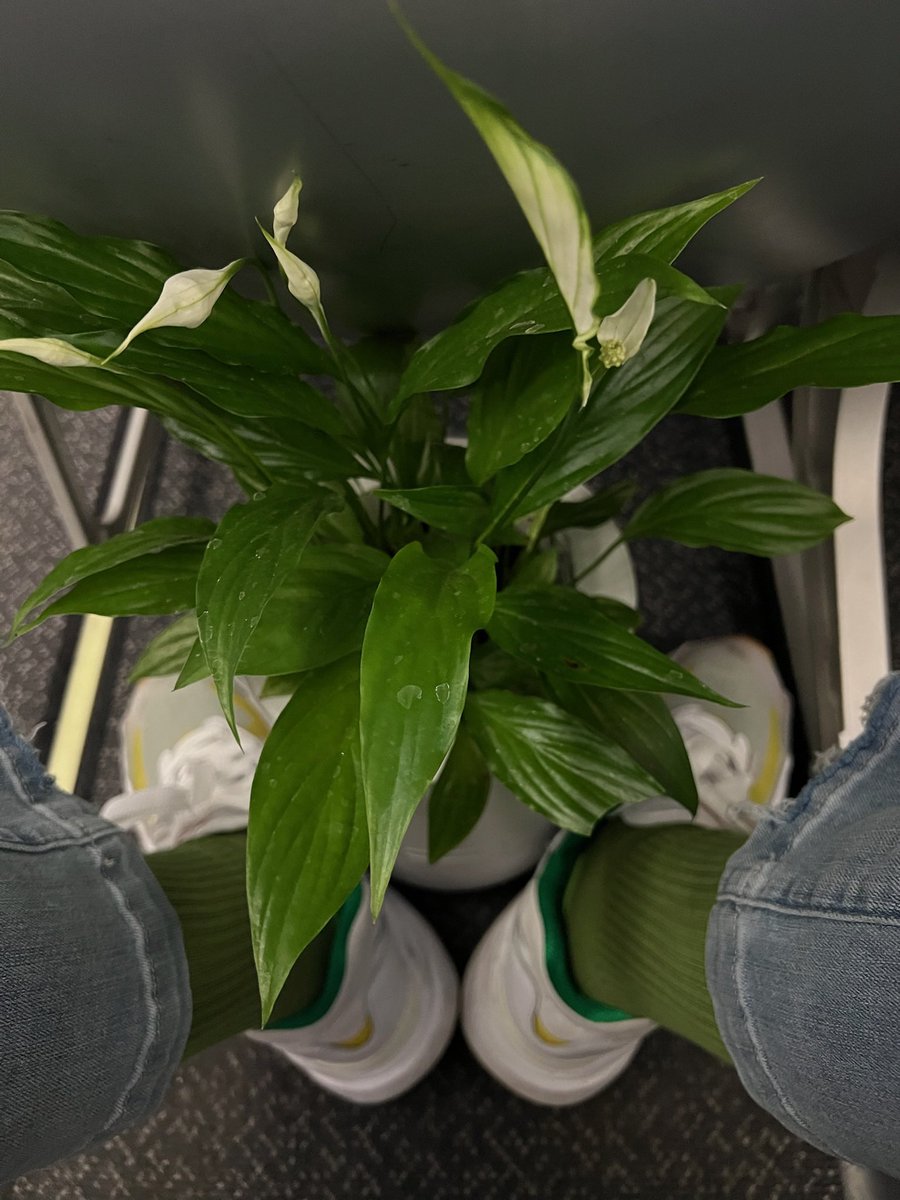 LeafyPod tweet media