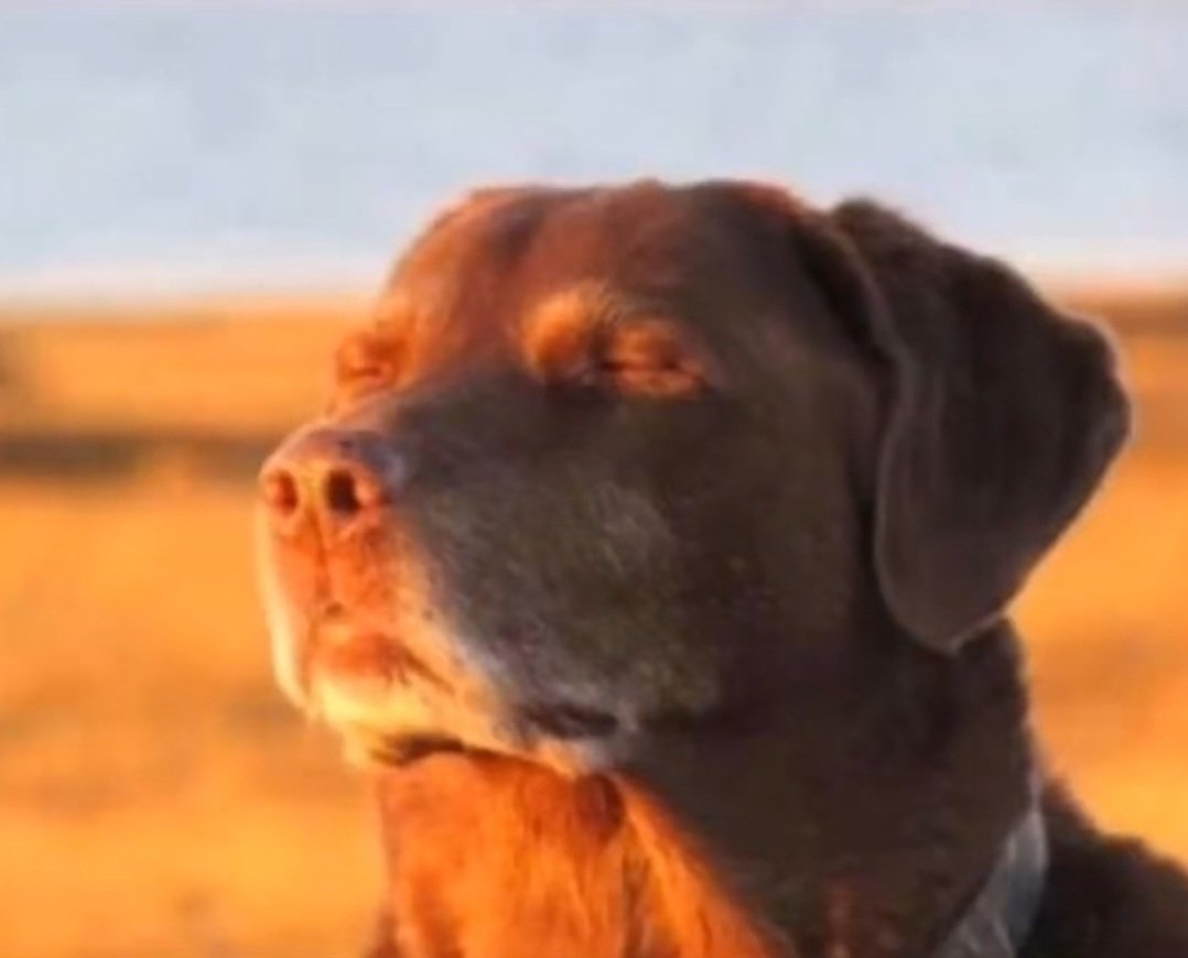 _bs_beast_'s tweet image. Dear ship to reunion
#art #lazyart #doodle #sketch #cookierun #cookierunkingdom #crk #eternalsugarcookie #elderfaeriecookie #ship .......eternalfaerie or eldersugar?