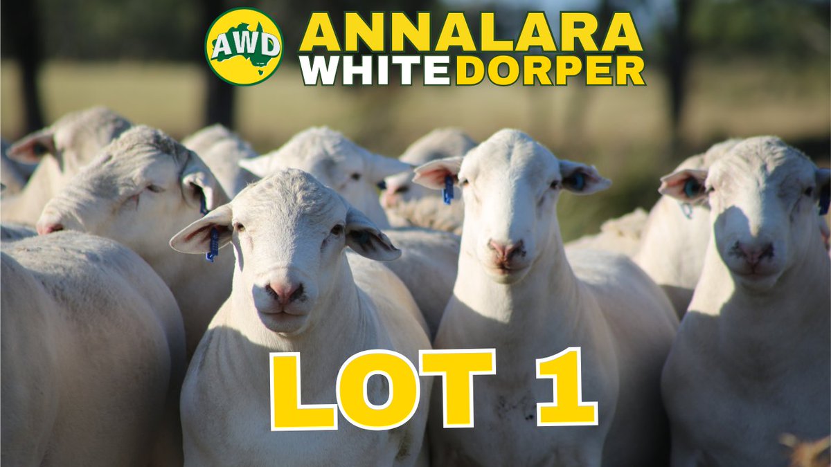 Jack Cresswell 💡 (@jcressw3) on Twitter photo 107 rams on offer this year <a href="/AnnalaraWD/">Annalara White Dorpers</a>. Can check them out on <a href="/AuctionsPlus/">AuctionsPlus</a>
auctionsplus.com.au/auctions/sheep… 107 rams on offer this year <a href="/AnnalaraWD/">Annalara White Dorpers</a>. Can check them out on <a href="/AuctionsPlus/">AuctionsPlus</a>
auctionsplus.com.au/auctions/sheep…
