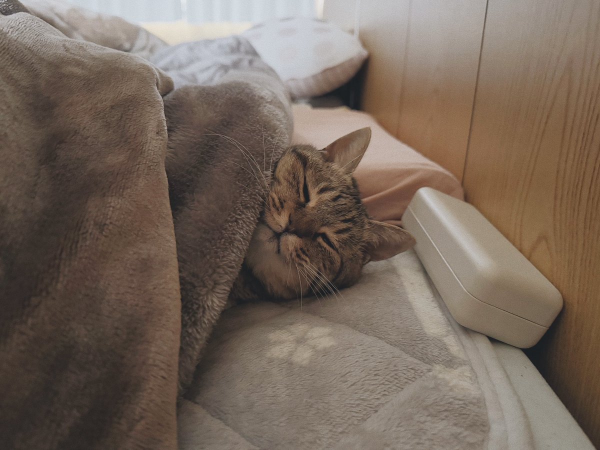 起きたか飼い主、まだ眠れるやないか？寝ないか？