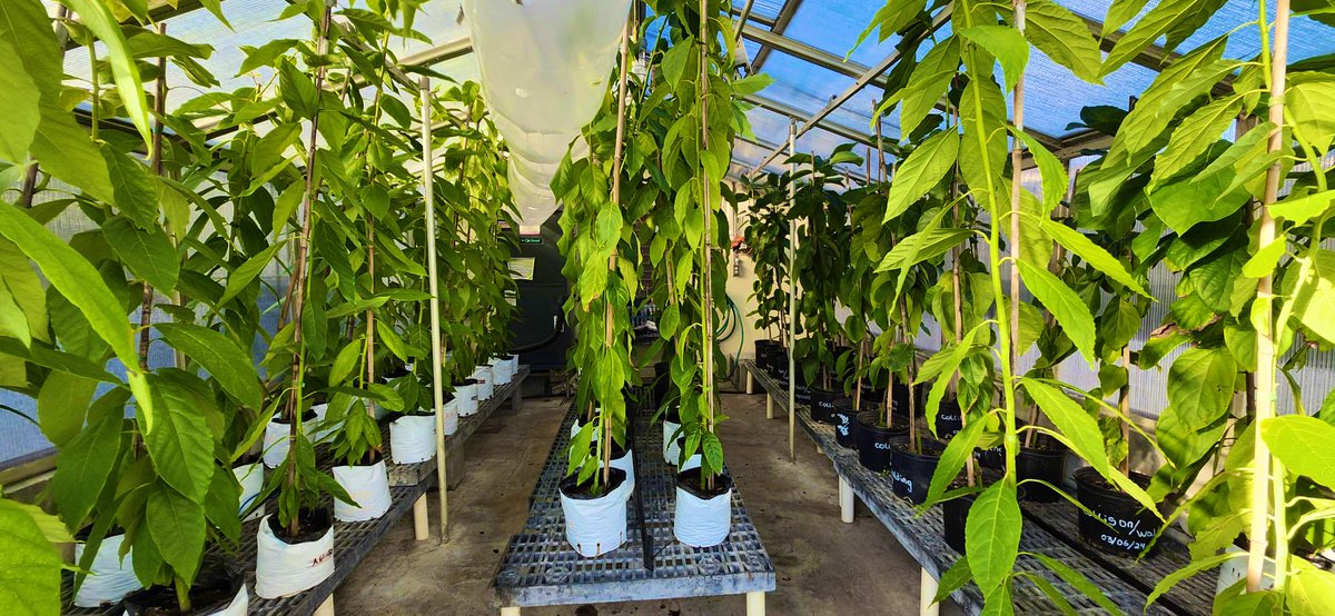 Tropical Plant Clinic & Research Lab (@clinicplant) on Twitter photo Gearing up for another large inoculation experiment 💉🍄. We plan on validating results from our previous #laurelwilt disease screening and keep testing unique #avocado #aguacate #palta germplasm 💪🏼💪🏼 for disease tolerance/resistance. Great teamwork 🤓🤓🥑🥑
<a href="/USDA/">Dept. of Agriculture</a> <a href="/USDA_NIFA/">NIFA</a> Gearing up for another large inoculation experiment 💉🍄. We plan on validating results from our previous #laurelwilt disease screening and keep testing unique #avocado #aguacate #palta germplasm 💪🏼💪🏼 for disease tolerance/resistance. Great teamwork 🤓🤓🥑🥑
<a href="/USDA/">Dept. of Agriculture</a> <a href="/USDA_NIFA/">NIFA</a>
