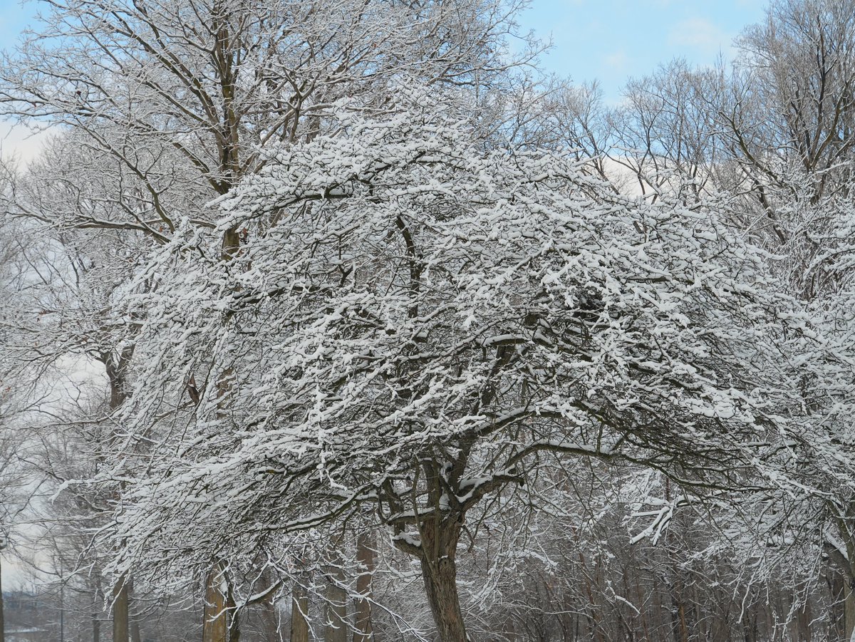 FototakerTony's tweet photo. HOW can ANYONe resist this view of a gorgeous #Tree in @NiagaraFallsUSA?!? #DestinationNiagaraFalls #Nature #bestoftheEmpireState #BeautyofOurTrees #justLook @NFChamber #NiagaraFallsStatePark @CityOfNFallsNY @NYstateparks https://t.co/RnGodxurZQ