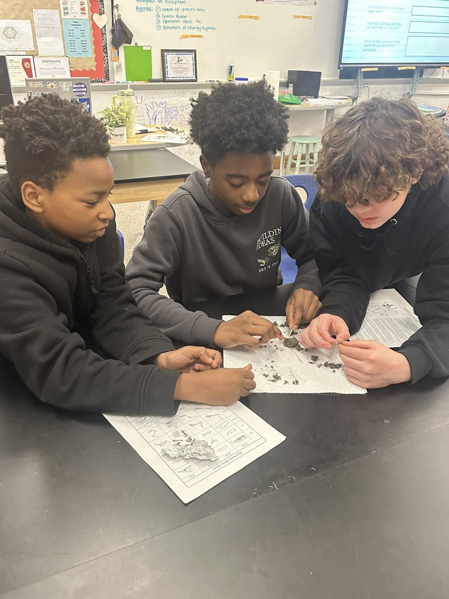🦉 Owl pellet dissection today to introduce energy flow in ecosystems! Love a good inquiry activity to get students thinking! 💭 <a href="/IMSGRT/">Lori Wilson</a>