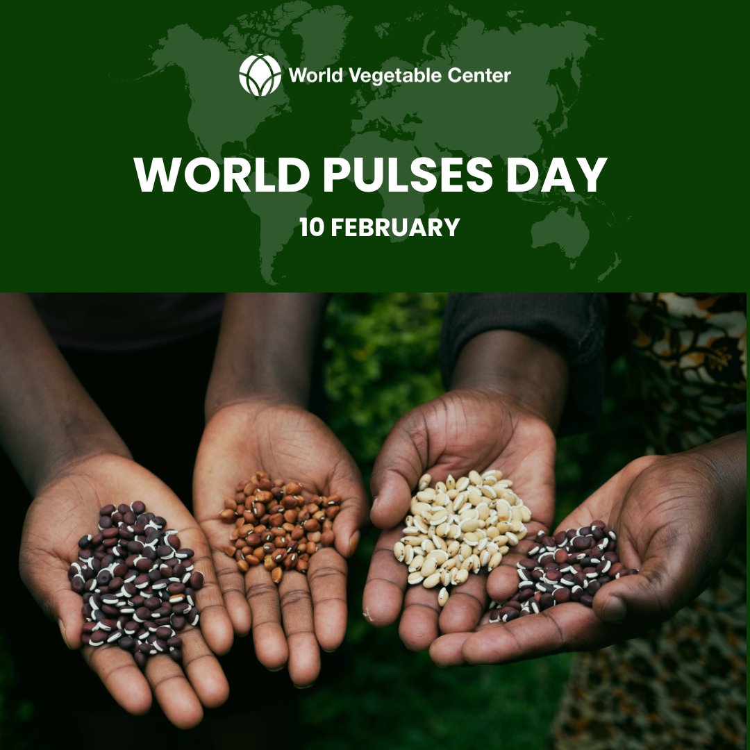 Since 2018, the UN has celebrated #WorldPulsesDay on Feb 10. The 2025 theme, "Pulses: Bringing Diversity to Agrifood Systems," highlights their role in a healthier, sustainable future—above &amp; below ground! 

Did you know? WorldVeg has researched mungbean since the 1980s! Explore: