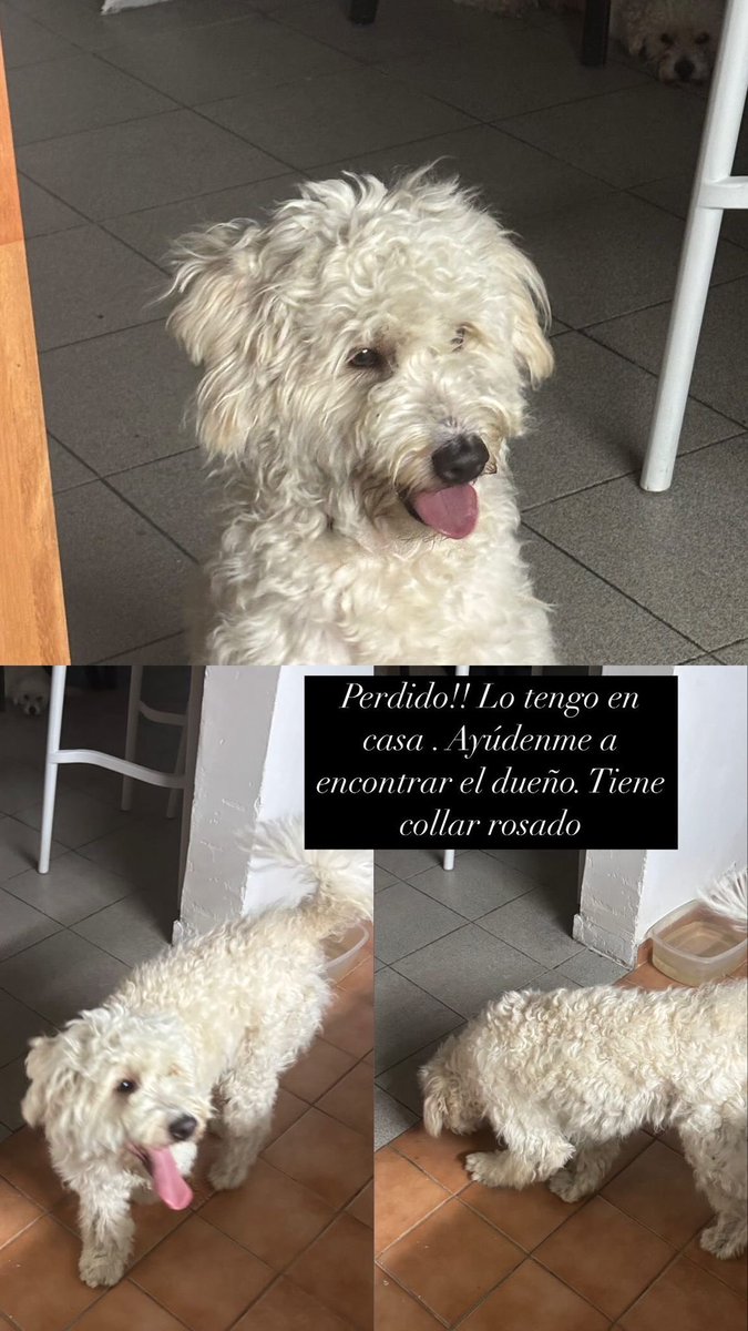 Buenass encontraron este caniche en la zona de reducto cerca del canal 12. Me ayudan a compartir? Quien lo tiene tampoco puede quedárselo porque tiene 2 perros y tiene miedo que lo lastimen, asi que si alguien puede darle tránsito podemos arreglar. Gracias!!