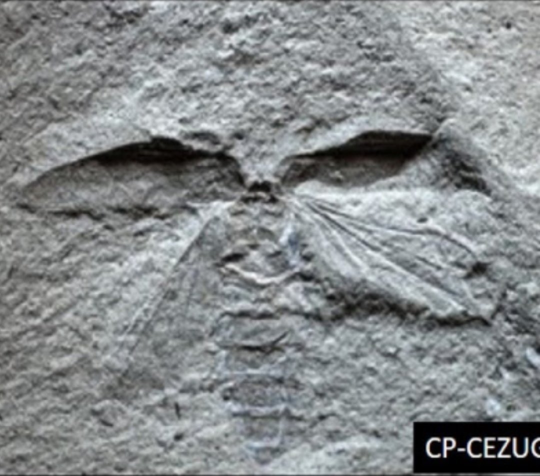 Primer registro de insectos y araña fósiles de Jalisco; se agregan a la riqueza paleontológica conocida del estado. Encontrados en la Sierra de Tesistán y correspondientes al Plioceno. Presentan un muy buen estado de preservación.
dugesiana.cucba.udg.mx/index.php/DUG/…