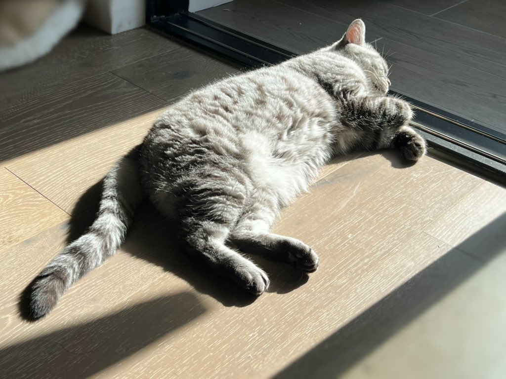 yol11492302's tweet photo. Kiwi’s spring sunbathing session ☀️
Solar-powered floof charging at 100% 🔋
#SunCat #SpringBliss #KiwiTheCat #CatLife https://t.co/v102Papx1W