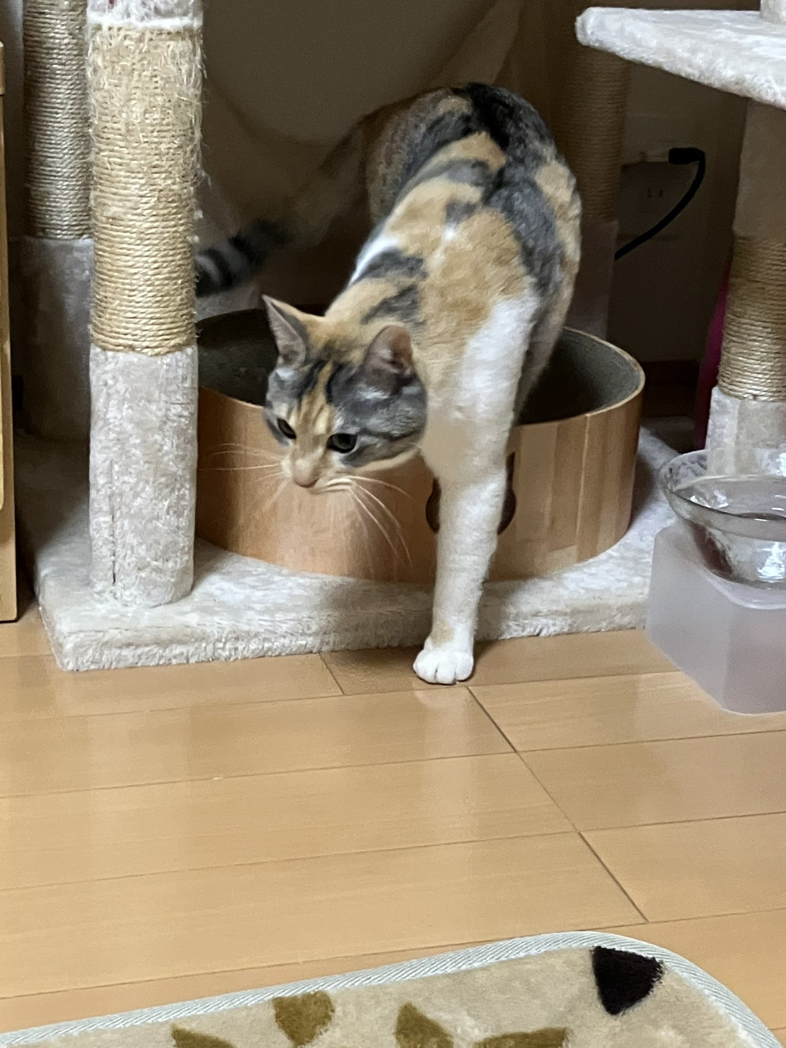 三毛猫のひめちゃん (@mikehime0707) / X 三毛猫のひめちゃん (@mikehime0707) / X