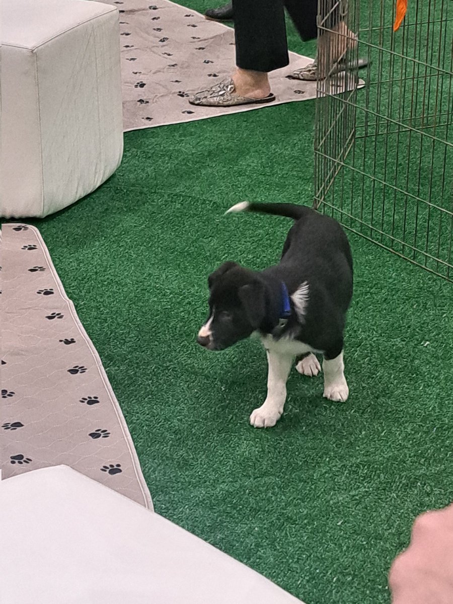 amyyu_md's tweet photo. Day 2 #ISC25 - thrilled to speak about #StrokeGoRed at the PROWESS Stroke in Women event
and puppy snuggles!!! πΆ https://t.co/oEztBl4GCR