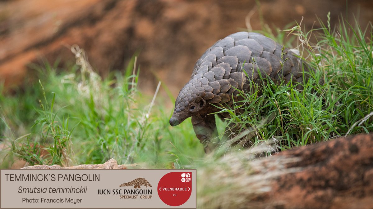 🎉 Welcome to our Nine Days of Pangolins for 2025! 🎉 We’re kicking off this year’s World Pangolin Day week with the Temminck’s pangolin! (1/3)
