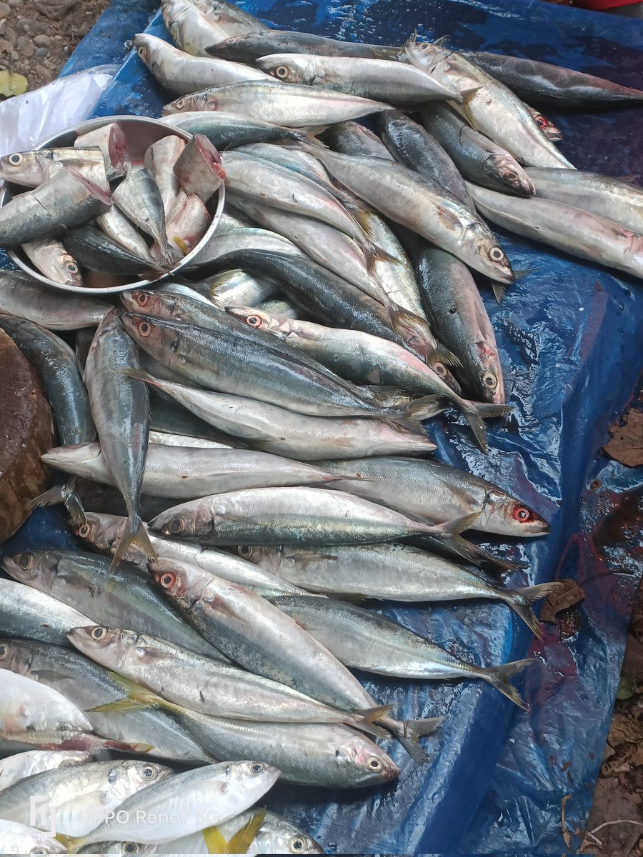 EmaSaleha's tweet photo. Kamis (06/02/2025) Giat Luhkan Bengkulu Selatan ,pencatatan hasil penjualan Poklahsar Kencana Jaya Kec. Pasar Manna, ikan rucah 20Kg jual Rp.30.000,-/Kg dipasar lokal  Pasar Kutau Manna
#luhlapor 
#giatluhkansatminkalBRPPUPP
#luhkanBengkuluSelatan https://t.co/Z9EGm3tlMk