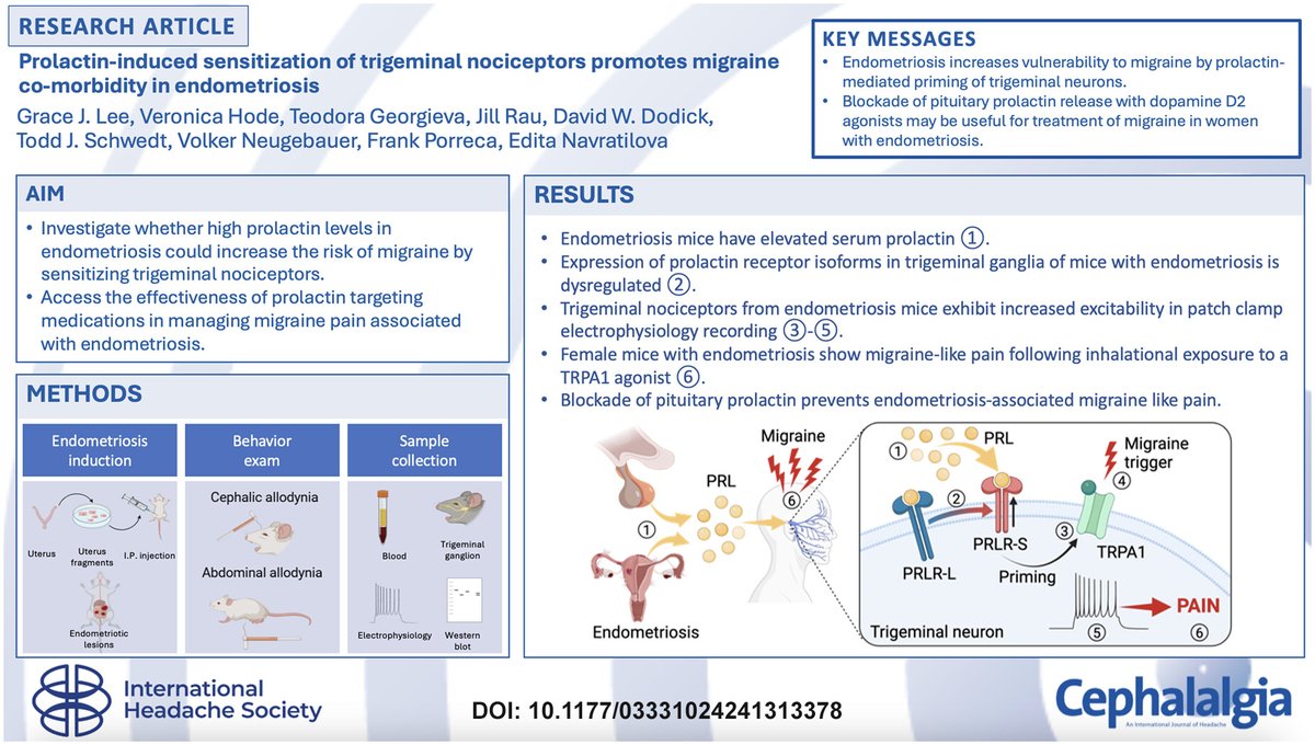 VIP!, la endometriosis eleva la prolactina y la prolactina podría aumentar el riesgo de padecer migraña (por eso no es rara esa comorbilidad). Lo cual abre la puerta a la investigación del rol de esta hormona como biomarcador o de terapias dirigidas a esta hormona.

#modeloenrata