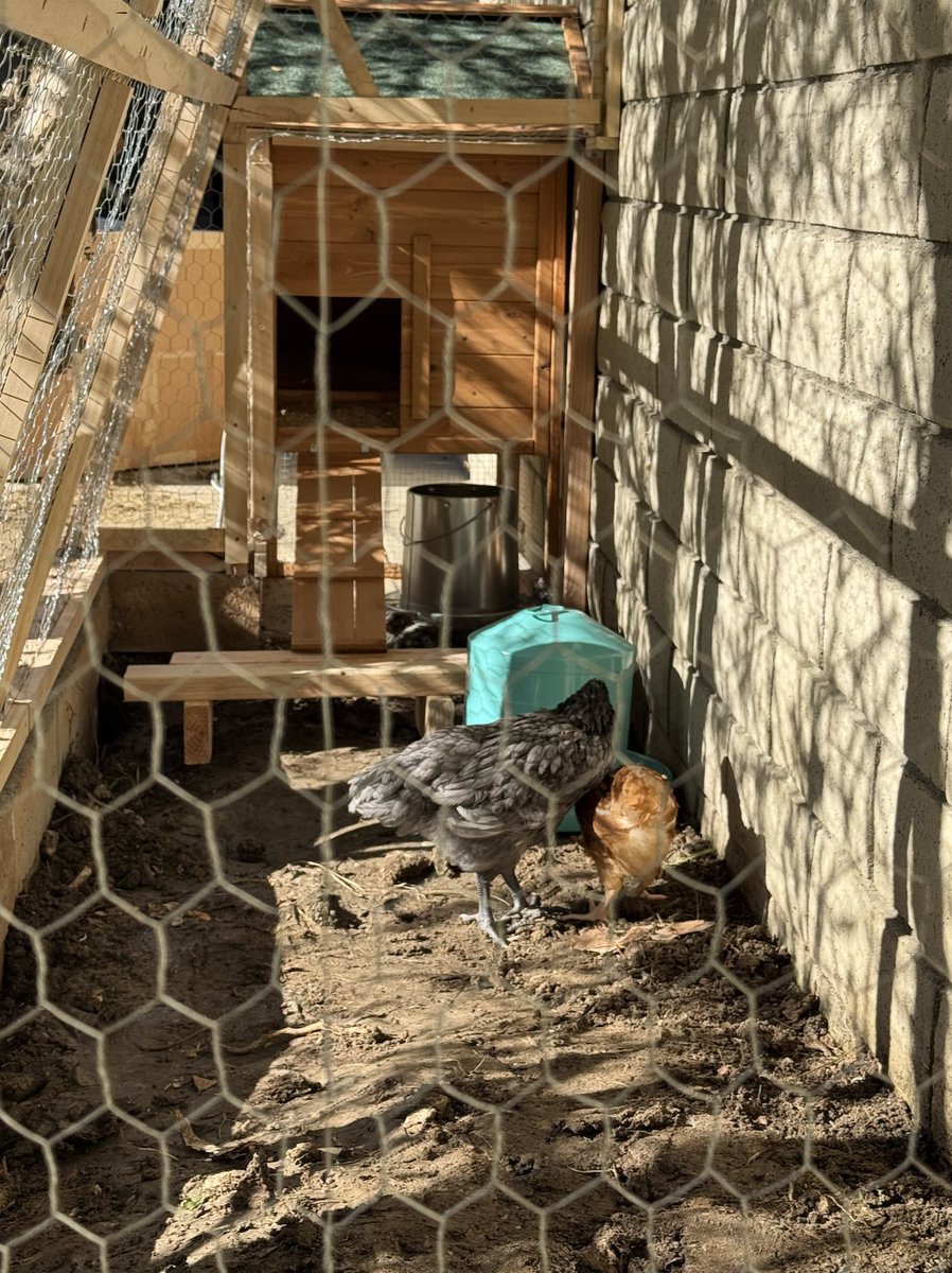 Super smart idea if you have the space for it why not. Chicks are super cheap, coop and a 12x4x5 run will set you back approx $600. They will lay eggs daily 
not a bad idea to become egg self-sufficient. These egg layers live 5-7 yrs. 
Here is a pic of my new coop and runthe kids