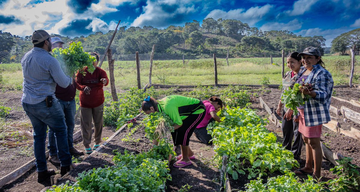 Supervisan cosecha de mujeres en huerto de traspatio, en San José Carpizo; la cosecha fue rábano y cilantro.

Se impulsa la autosuficiencia alimentaria y transforma la economía familiar.

#GobiernoDeTodos