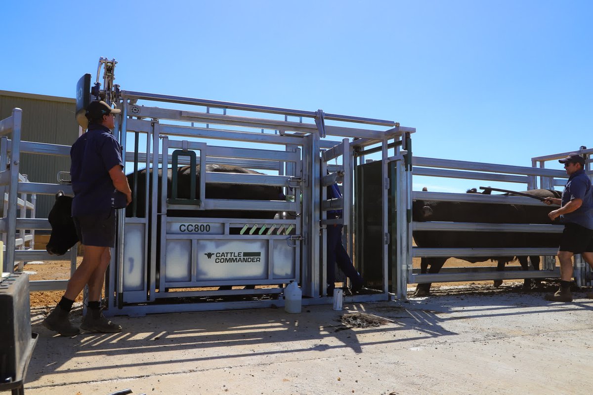 commanderagquip's tweet photo. Why work harder when you can work smarter?🤔💡
More force, less effort with the Cattle Commander Crush.💪

sales@commanderag.au
#cattle #cattlecommander https://t.co/6hFTCZ8tUl