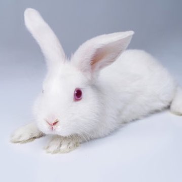 White rabbits symbolize good luck, rebirth, resurrection, renewal, transformation and growth.