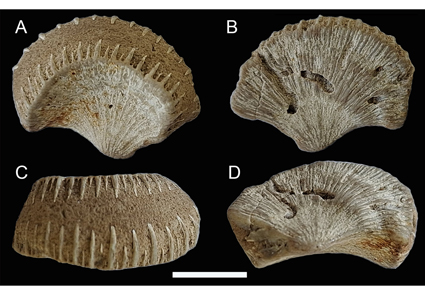 Zootaxa's tweet photo. A #newspecies of ?Diploctenium (#Anthozoa: Meandrinidae) from the Trihueco Formation (Lower Paleocene), south-central #Chile
https://t.co/1yTX8CatLi
#Taxonomy https://t.co/D8GgVw4Oxl