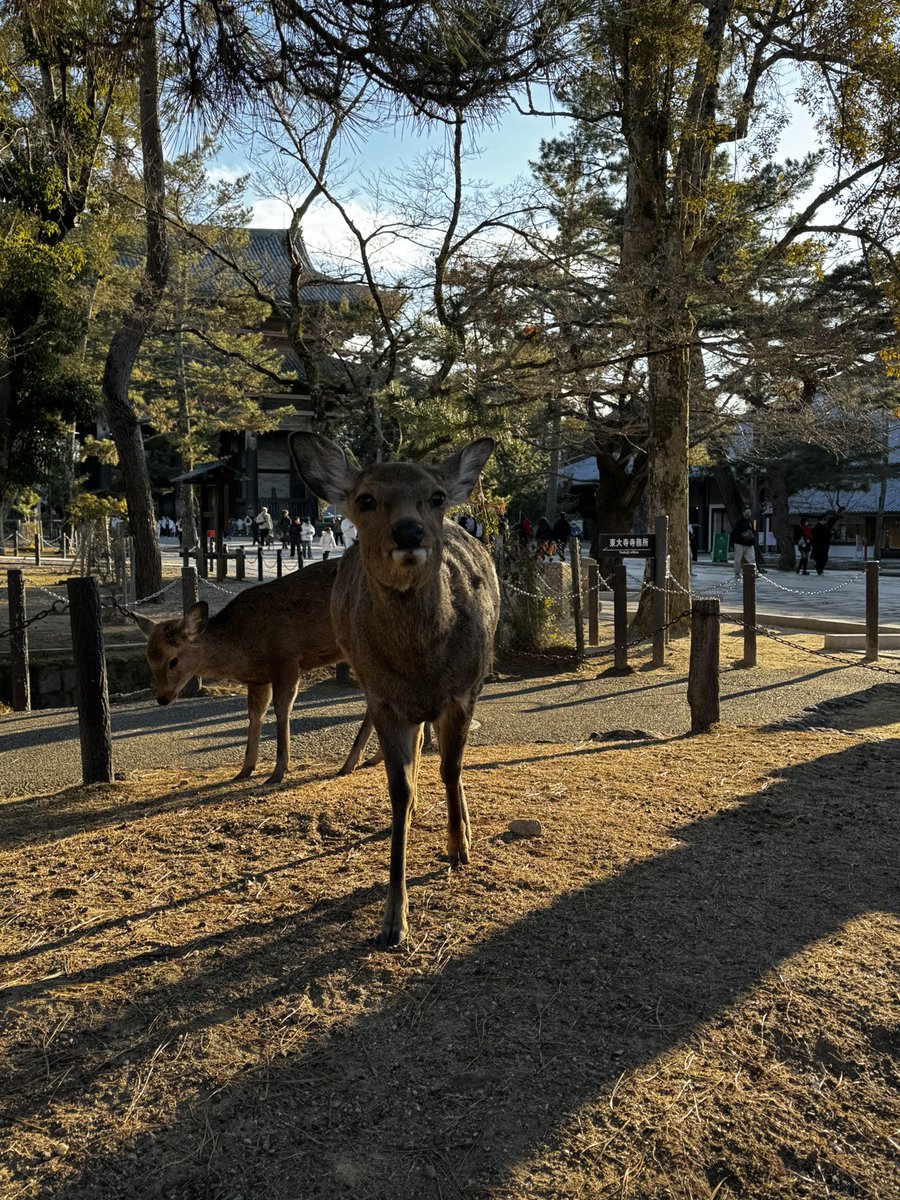 Voor de nachtbrakers op X die nog wakker zijn, hier wat mooie foto’s vanuit Japan. よく眠る ✨