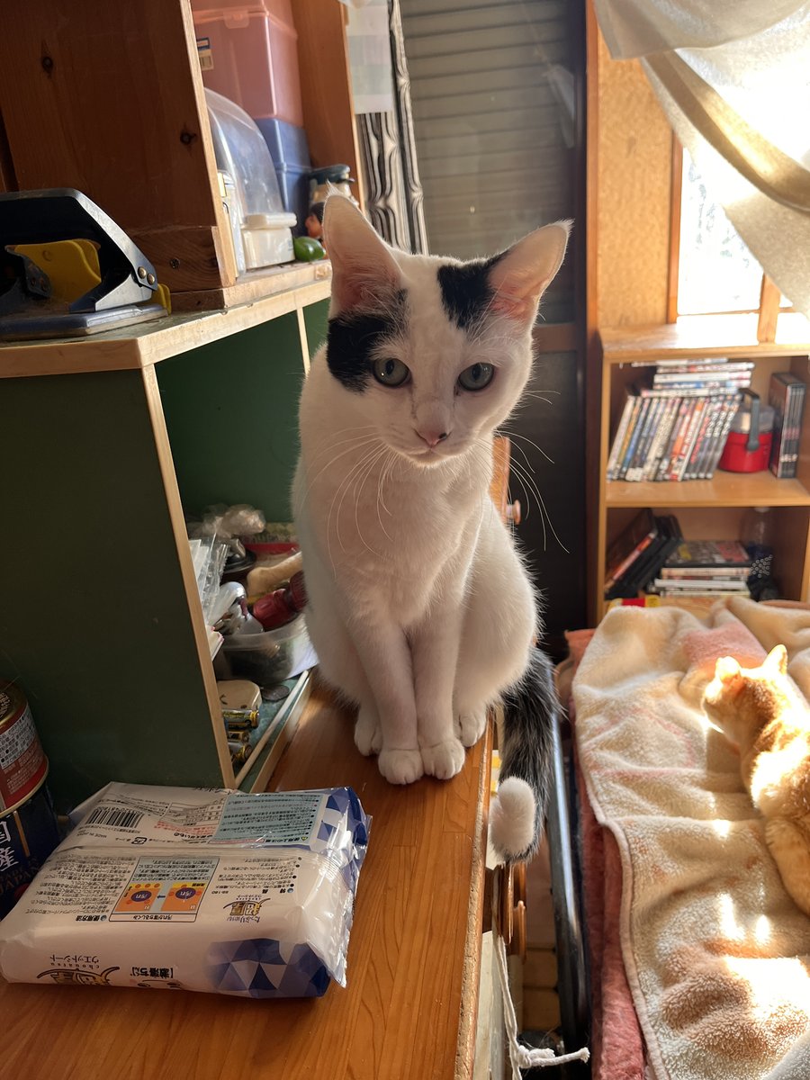 neko_fudosan's tweet photo. 【飼い主が突然亡くなってしまった12匹の猫の話】

ちょっと長くなるかもしれませんが、私達猫の飼い主は改めて考えないといけないと思った出来事をお話します。

86歳のおじいさんが保護していた12匹の猫がいました。

この子達はきちんと手術や食事管理が徹底され、猫のためを思ったDIYの施されたお家に住んでいました。

キャットステップやウォークだけでなく、室内からベランダなどの外の空間を楽しめつつ。脱走防止策もしっかり施されたお家だったため、幸せそうな猫たちだと近所で評判でした。

しかし昨年12月ごろおじいさんの家の様子がおかしいことに気がついた近隣住民が尋ねると、お家にはゴミが散乱しており、ベッドに寝たきりの状態になるおじいさんがいました。

近隣住民が異変に気がつくまでの数日間猫は餌にありつくことができず、餌袋を破ったりゴミを荒らした形跡があったりなど、なんとか飢えをしのごうとした形跡がありました。

幸い12匹の猫はみな命とりとめましたが、おじいさんは退院の見通しが立たない状況で即入院。その後1月1日にお亡くなりになりました。

そうなると考えないといけないのが、12匹の猫の今後のことです。

唯一の親族である息子さんにも病気があり、とても12匹の猫のお世話をすることができる状態ではありませんでした。

今はその状況を放っておけない近隣住民の方が1人でお世話をしているのですが、その方もお家には8匹の猫がいてエサ代を購入するだけでもかなりの負担になります。

正直言ってずっと続けるのは限界があります。

そのため里親募集をすることにしたのですがネックとなっているのが猫の年齢でした。

猫は若い子ほど里親希望者が集まりやすい傾向があり、12匹の猫は最も若い猫でも5歳と里親募集をする中では高齢です。

保護猫団体も金銭的余裕があるところはほぼなく。どこもギリギリの状態でなんとか猫のために活動をしています。全ての猫を救いたい気持ちがあるのはもちろんですが、譲渡の条件が難しい猫を引き取ることは非常に悩ましいお話であることが現実です。

ですが、そんな難しい条件の中、ゆきレオ保育園という保護猫団体が動き一気に12匹は難しくても1匹ずつ保護して順番に里親募集を行うことを決め、今も12匹の猫の里親募集をしています。

ただ今回のお話で勘違いしないでほしいのは、おじいさんは何も悪いことをしていないということです。

お世話をせずに無責任に多頭飼育崩壊をさせたわけでもありません。12匹もの猫を保護して精一杯愛を注いでいたんです。

ただ、ちょっとだけ猫の寿命より長く身体が持たなかっただけです。

その証拠に12匹の猫はどの子も初対面の人にでも友好的で沢山の愛情を注がれていたことがよくわかりました。

私も実際に会いに行ったのですが、すごく人懐っこく会ってすぐに頭をスリっとしてくれました。

今回のケースは高齢だから起きた話ではなく、人がいつまで健康でいられるかわからない以上、若い人だろうと誰にでもいつでも起きうるお話です。

もしも自分がいま突然猫のお世話をできない状態になったときにどうするか、飼い主のみなさんも一度考えるきっかけにしてほしいです。

このお話は以前インスタで投稿したところ多くの反響があり、ありがたいことにすでに12匹中すでに6匹がトライアルに出発しました✨️

長年おじいさんに愛された人馴れ抜群の猫ちゃんたちが、みな次の幸せを見つけれることをねこ大家は心から願っています！

PS

写真はおじいさんから沢山の愛情を受け取った素敵な猫たちと猫DIYハウスの一部です🐈️️