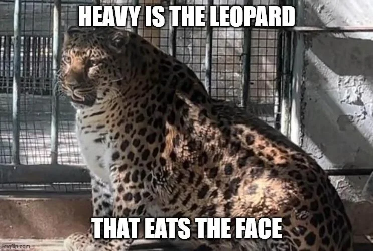 The leopard times tweet media