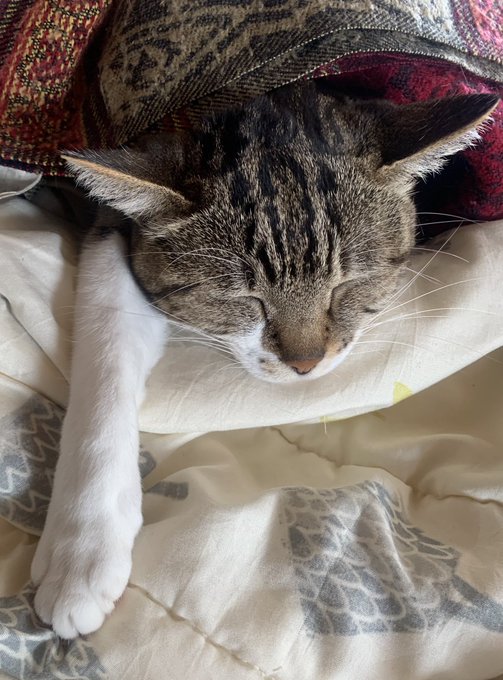 幸せキャットです 