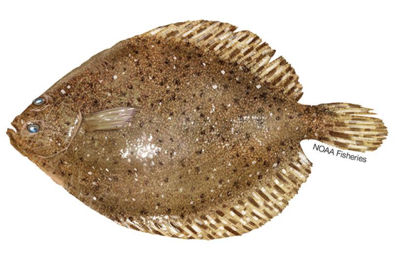 Flounder