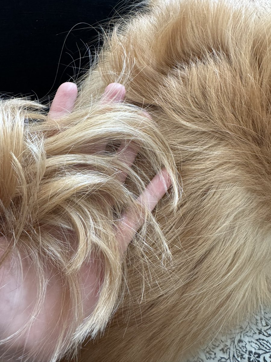 karitheove's tweet image. me dejaron el cabello igual que a lola 😭😭😭 que que