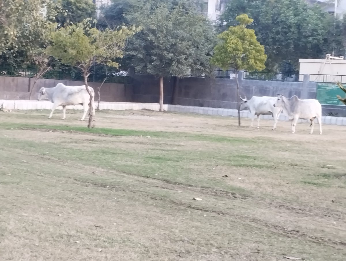 Has Noida Authority given a contract to Stray Animals to maintain this park in front of Divine Meadows sector 108?
Kindly do something