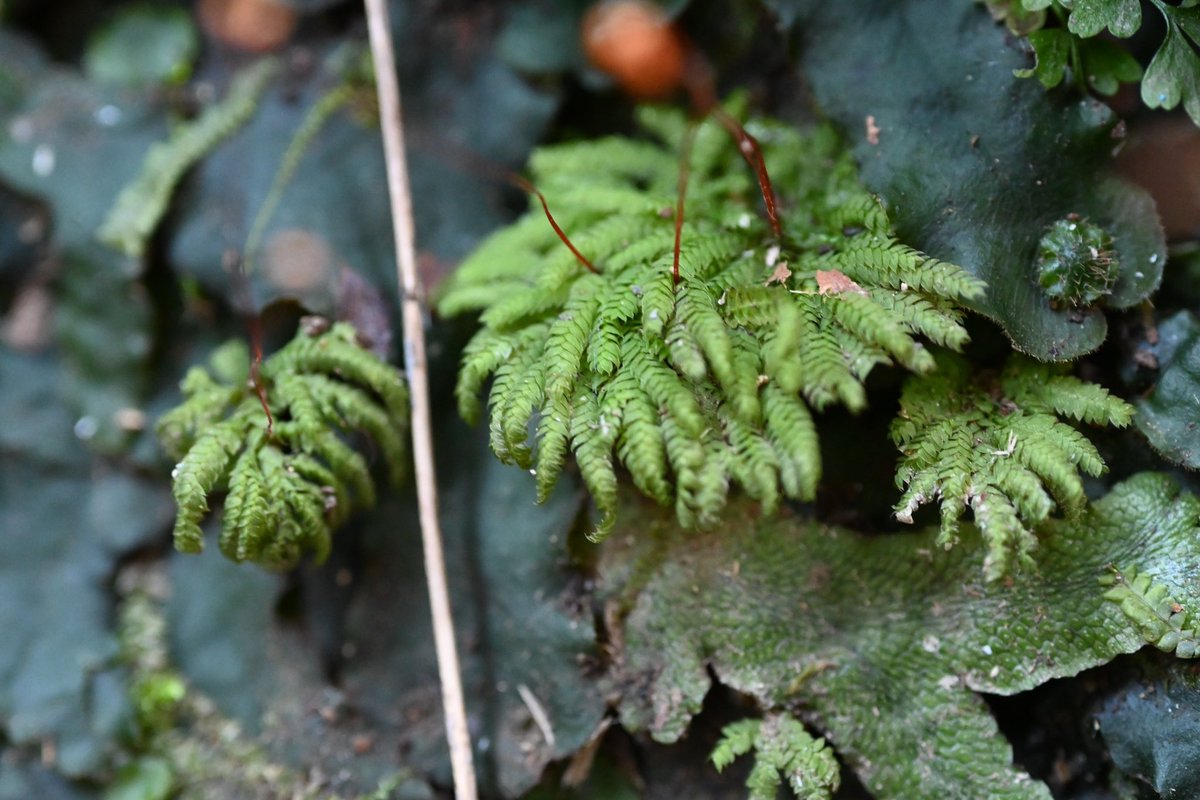 【クジャクゴケ】Hypopterygium tenellum

高尾山にて。
本種は埼玉で見たものが一番元気そうでした。

#クジャクゴケ
#コケ
#高尾