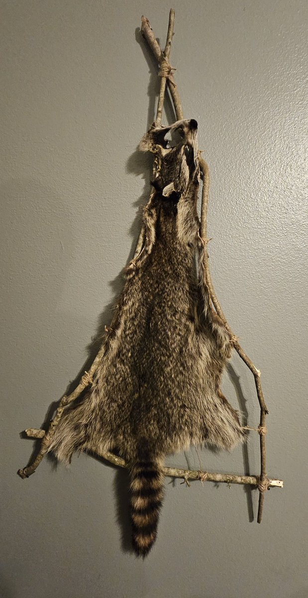 Bluenovacorgi's tweet image. Came across a roadkill coon n now its beautiful wall art in my room ❤️ i really love taxidermy brings life back into the dead, named him charlie #taxidermy #wallmounts #racoon
