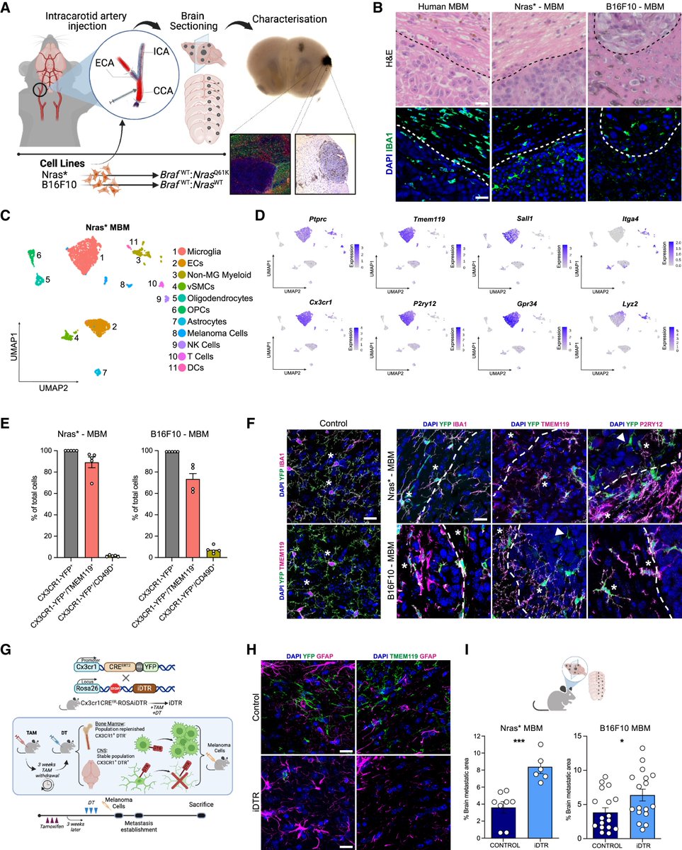 LabWaggoner's tweet photo. Microglial reprogramming enhances antitumor immunity and immunotherapy response in melanoma brain metastases @Cancer_Cell 
https://t.co/whW2dXzbue https://t.co/htGluYljSm