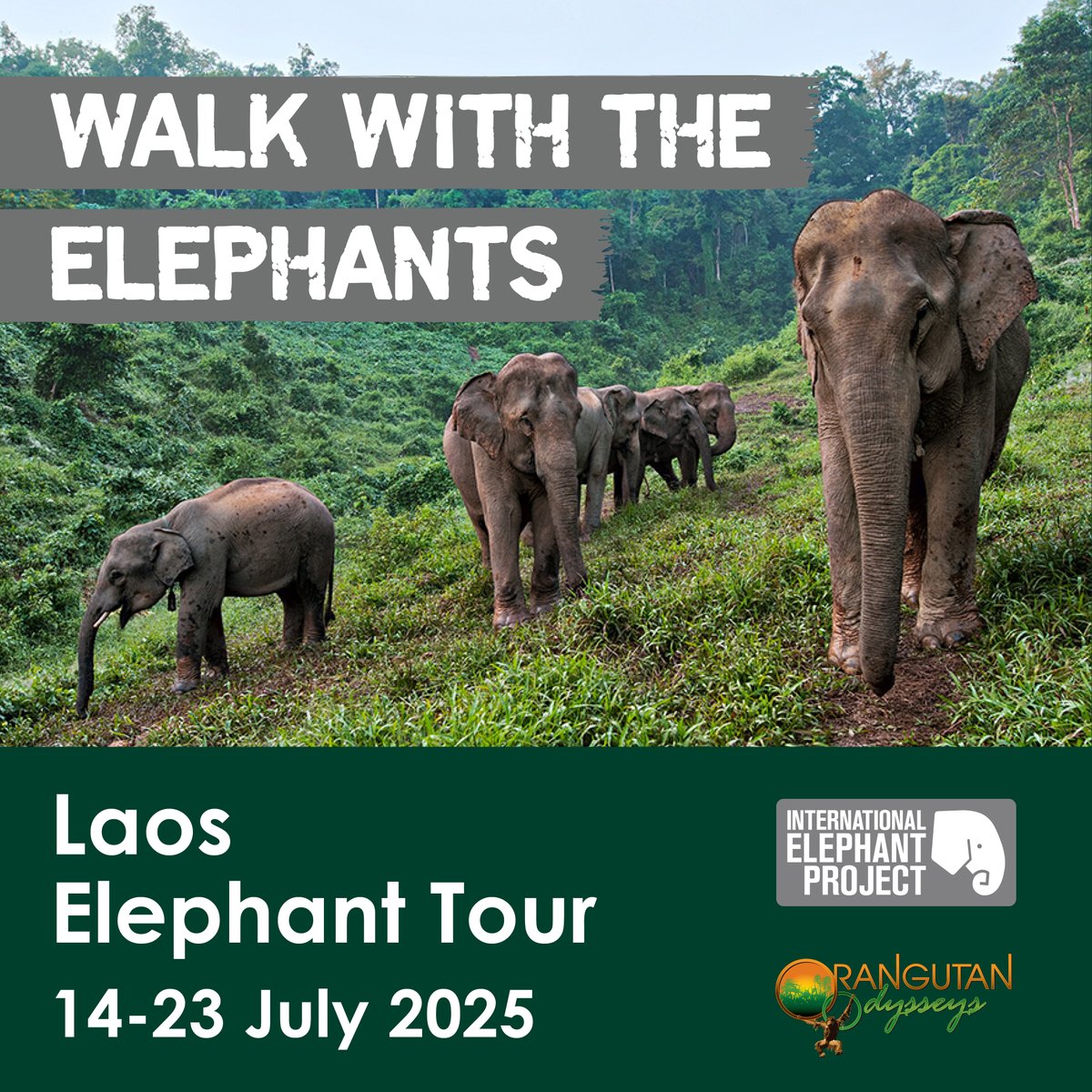 IntElephantProj's tweet image. 🌿🐘 Adventure awaits! Join us for a 10-day elephant experience in Laos! Walk alongside elephants, explore jungles, and visit the Conservation Centre. Connect with nature and make memories. Tag a friend! Get info &amp;amp; book now 🔗 ow.ly/rens50UUzTP