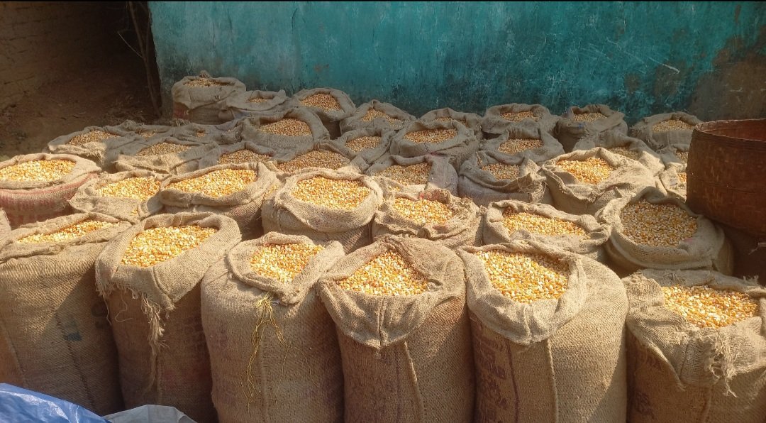 krushibibhag's tweet image. Under Mukhyamantri Maka Mission, maize procurement is ongoing across districts, ensuring fair returns to farmers. This initiative boosts cultivation, enhances productivity &amp;amp; strengthens the local economy. @KVSinghDeo1 @arvindpadhee