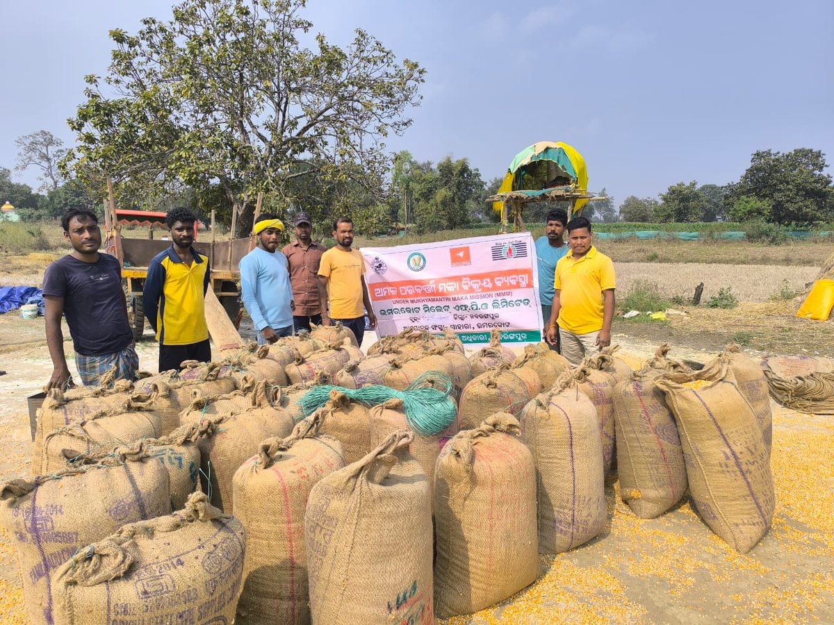 krushibibhag's tweet image. Under Mukhyamantri Maka Mission, maize procurement is ongoing across districts, ensuring fair returns to farmers. This initiative boosts cultivation, enhances productivity &amp;amp; strengthens the local economy. @KVSinghDeo1 @arvindpadhee