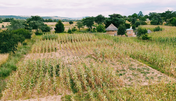 ASD_INRAE's tweet image. Pret, V., Falconnier, G.N., Affholder, F. et al. Farm resilience to climatic risk. A review. Agron. Sustain. Dev. 45, 10 (2025).
doi.org/10.1007/s13593…