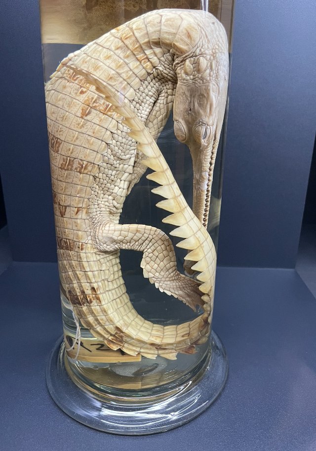 Happy #FossilFriday! Here is a baby of Gavialis on display in Tokyo. Not a fossil, but we will design a reptile exhibition, which includes fossil and extant reptiles later this year!