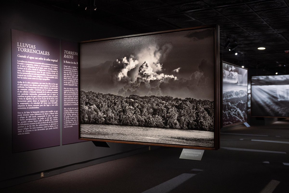 cultura_mx's tweet photo. Este jueves 6 de febrero se realizó la inauguración de la exposición "Amazônia", del reconocido fotógrafo brasileño Sebastião Salgado, en la cual se exponen más de 200 fotografías que muestran las maravillas naturales de esta región selvática del Cono Sur.

La muestra estará abierta a partir del viernes 7 de febrero hasta el 4 de mayo del 2025, de 9 a 18 horas en el Museo Nacional de Antropología, entrada libre.

@ccurieldeicaza 
@INAHmx 
@BrasilnoMexico