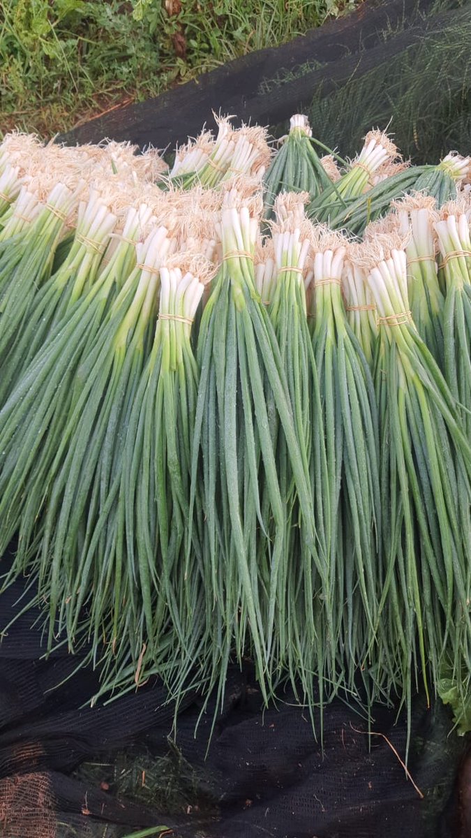 This season am mafiaring all greens. Come to Randfontein n buy bafe2 we also deliver