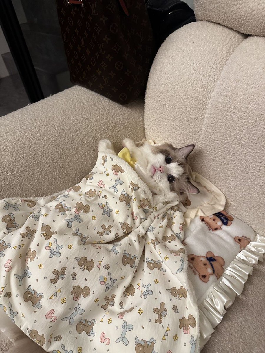 ogreenwood01's tweet photo. 猫は冬を過ごします
私より怠惰です🤣🤣 https://t.co/MNS90oFACk