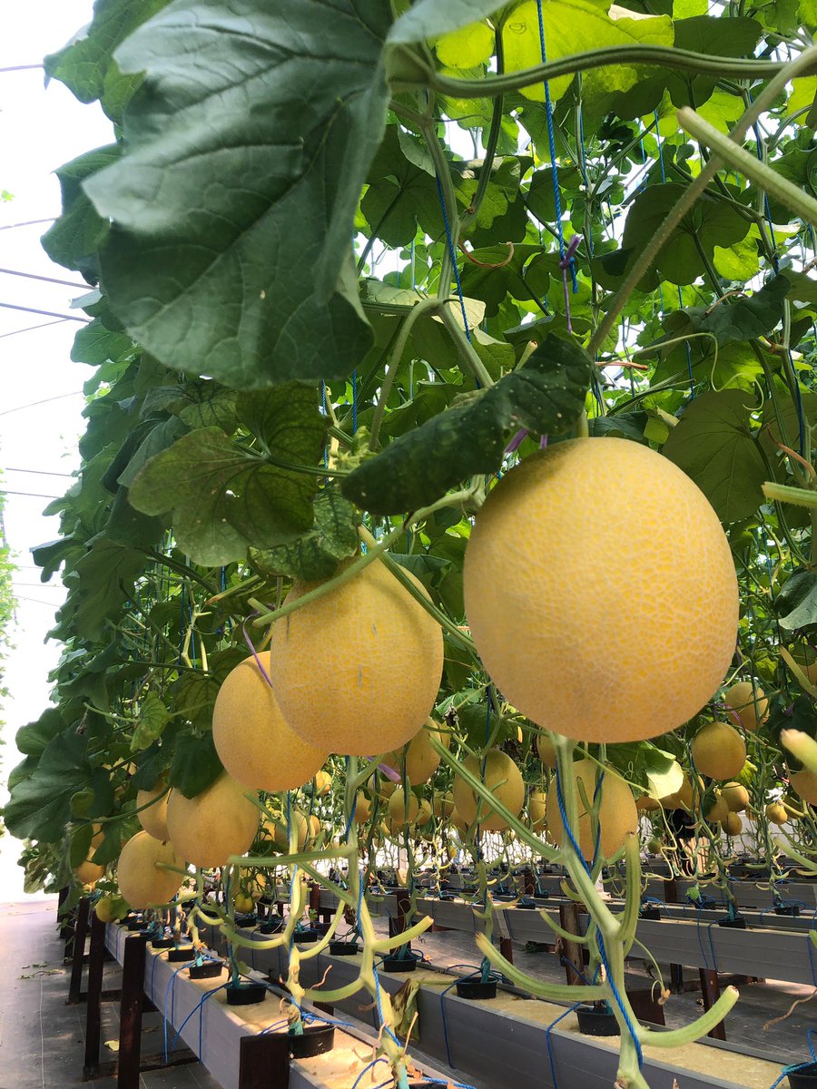 mayapuji tweet media