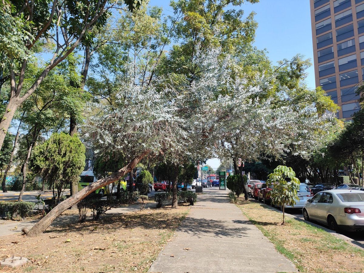 Actualmente es la única especie de eucaliptos que suele ser plantada, pues las hojas de los árboles jóvenes son usadas en arreglos florales y es un árbol muy llamativo, por lo que no está tan estigmatizado como las otras especies de eucaliptos.