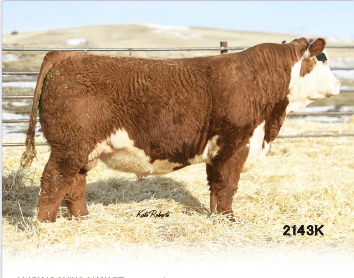 MoYield's tweet image. Semen packages available on 2143K. A line one pedigree with a very powerful set of calves in the lot right now. Registered to commercial programs he will please all. PM for more info!