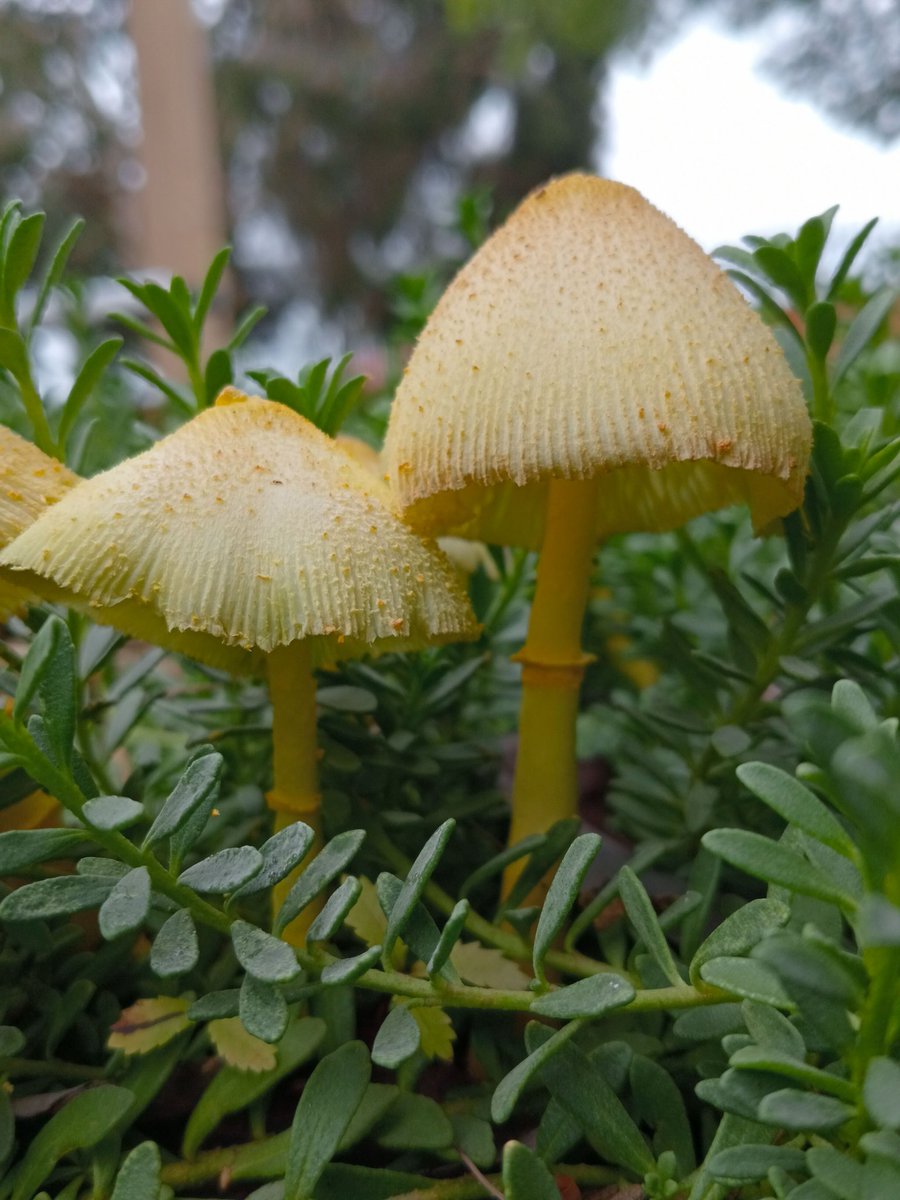 Serkan Ogdum tweet media